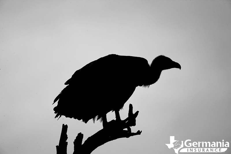 텍사스의 6가지 기묘하면서도 무해한 생물에 대해 알아야 할 사항
